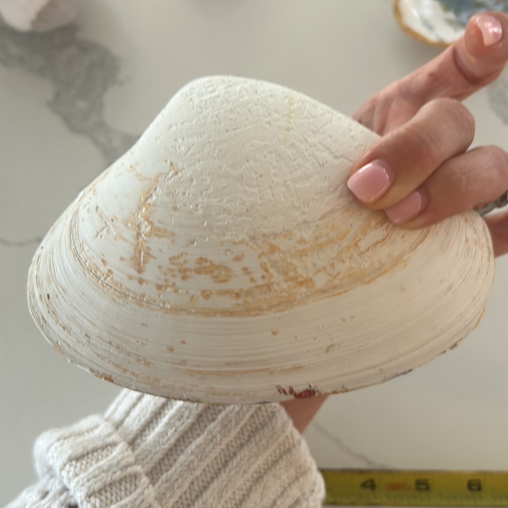 Handmade Decoupaged Clam Shell ⚓️ - Picture 4 of 4